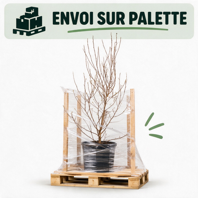 Magnolia étoilé - Magnolia stellata 100/120cm Pot 18L