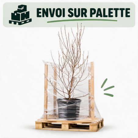 Magnolia étoilé - Magnolia stellata 100/120cm Pot 18L