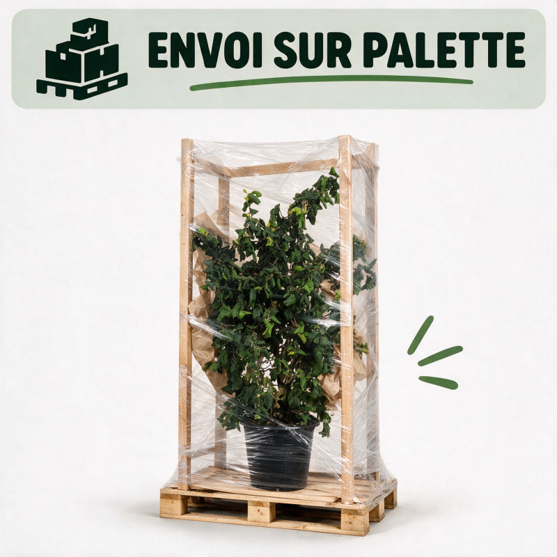 Noisetier Contorta - Corylus avellana Contorta 125/150cm Pot 50L