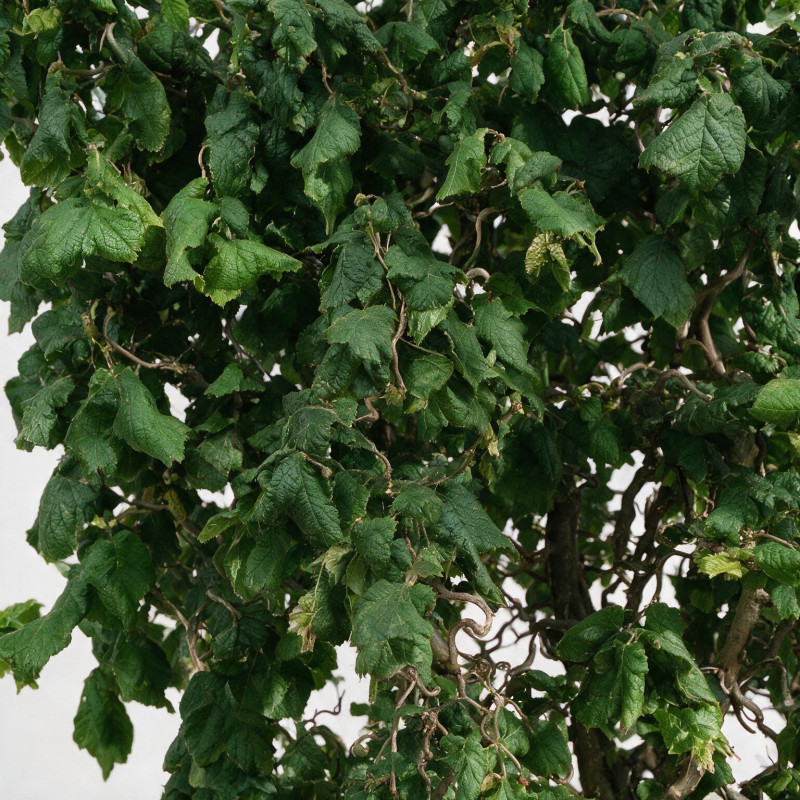Noisetier Contorta - Corylus avellana Contorta 125/150cm Pot 50L