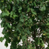 Noisetier Contorta - Corylus avellana Contorta 125/150cm Pot 50L
