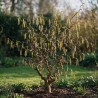 Noisetier Contorta - Corylus avellana Contorta 125/150cm Pot 50L