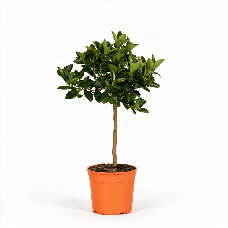 Kumquat - Citrus kumquat Mini tige 60cm Pot 2L