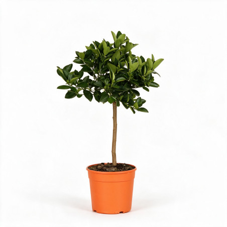 Kumquat - Citrus kumquat Mini tige 60cm Pot 2L