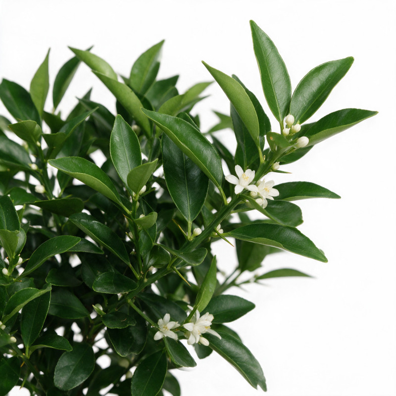 Kumquat - Citrus kumquat Mini tige 60cm Pot 2L