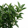 Kumquat - Citrus kumquat Mini tige 60cm Pot 2L