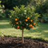 Kumquat - Citrus kumquat Mini tige 60cm Pot 2L
