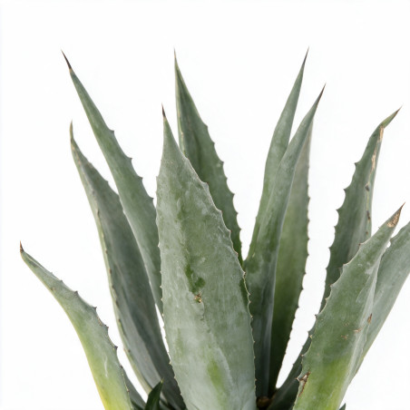 Agave - Agave americana 40/50cm Pot 3L