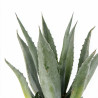 Agave - Agave americana 40/50cm Pot 3L