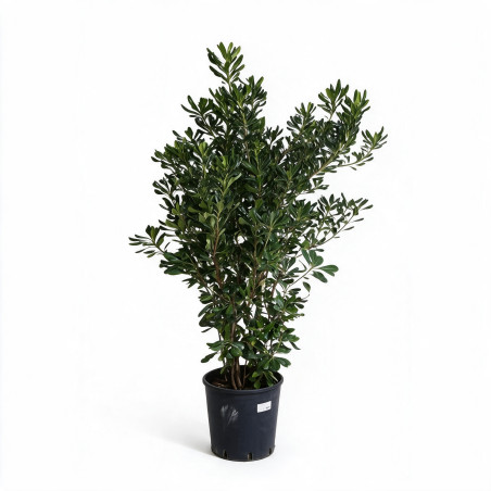 Pittosporum - Pittosporum tobira 100/120cm Pot 18L