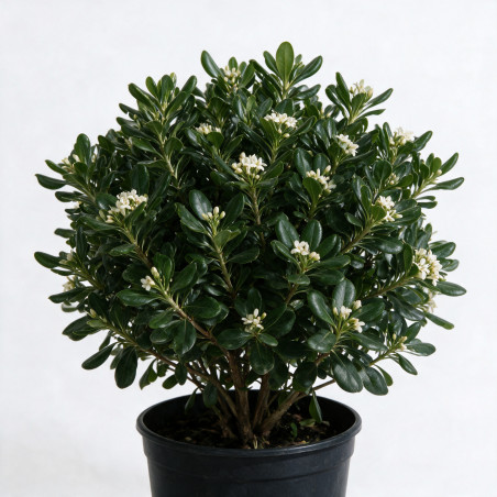 Pittosporum - Pittosporum tobira 100/120cm Pot 18L