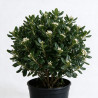 Pittosporum - Pittosporum tobira 100/120cm Pot 18L