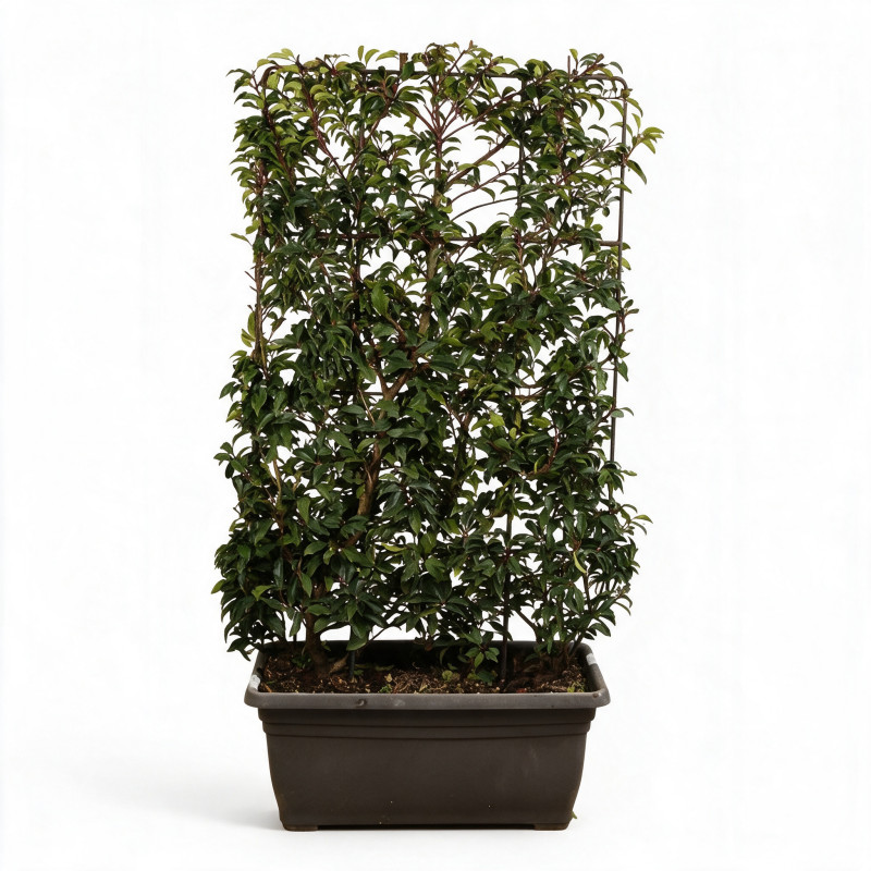 Laurier du Portugal Angustifolia - Prunus lusitanica Angustifolia Espalier 140x80cm - Haie en bac 80cm