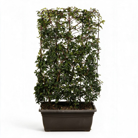 Laurier du Portugal Angustifolia - Prunus lusitanica Angustifolia Espalier 140x80cm - Haie en bac 80cm
