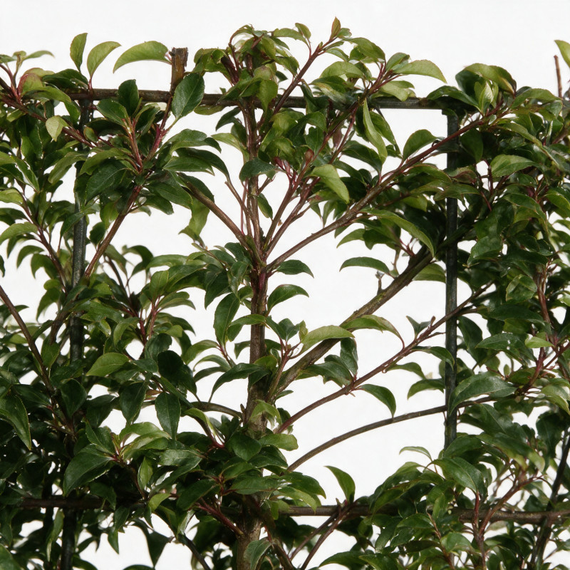 Laurier du Portugal Angustifolia - Prunus lusitanica Angustifolia Espalier 140x80cm - Haie en bac 80cm