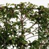 Laurier du Portugal Angustifolia - Prunus lusitanica Angustifolia Espalier 140x80cm - Haie en bac 80cm