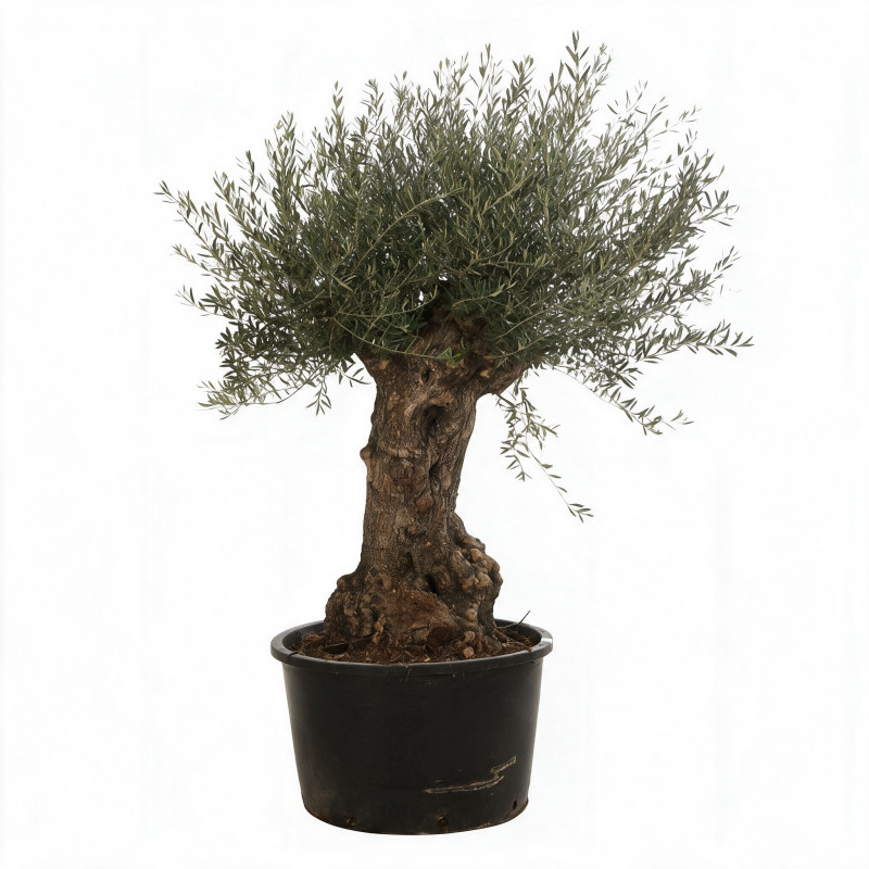 Olivier commun vieux tronc Bonsaï 200cm Pot 285L – Olea europaea