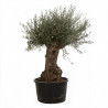 Olivier commun vieux tronc Bonsaï 200cm Pot 285L – Olea europaea
