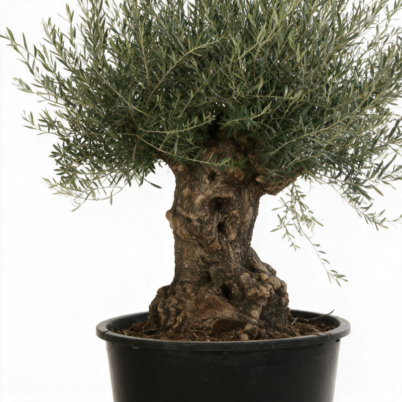 Olivier commun vieux tronc Bonsaï 200cm Pot 285L – Olea europaea