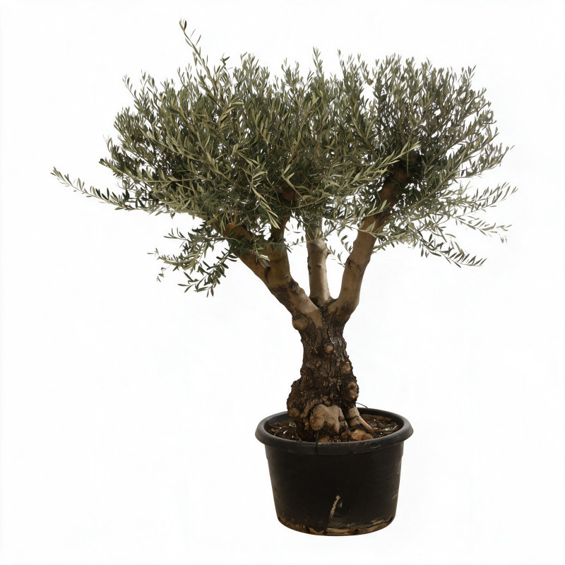 Olivier commun vieux tronc 200cm circ. 70/80cm Pot 170L – Olea europaea