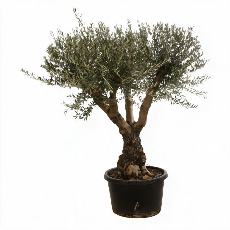 Olivier commun vieux tronc 200cm circ. 70/80cm Pot 170L – Olea europaea