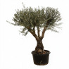 Olivier commun vieux tronc 200cm circ. 70/80cm Pot 170L – Olea europaea