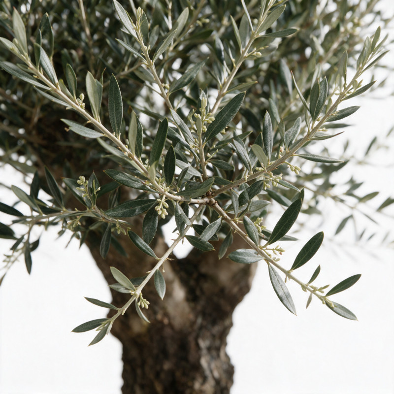 Olivier commun vieux tronc 200cm circ. 70/80cm Pot 170L – Olea europaea