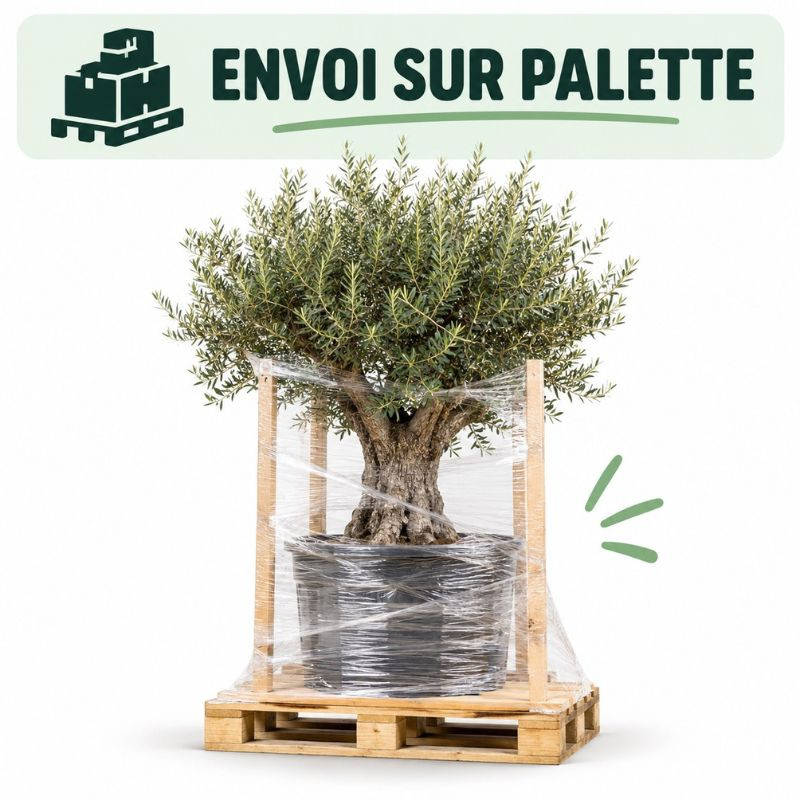 Olivier commun 200/220cm Pot 55L – Olea europaea