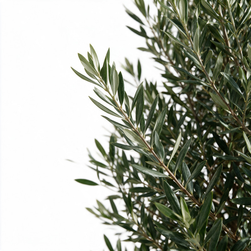 Olivier commun 200/220cm Pot 55L – Olea europaea