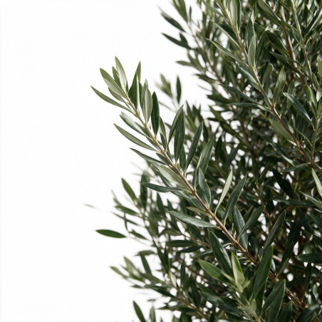 Olivier commun 200/220cm Pot 55L – Olea europaea