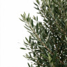 Olivier commun 200/220cm Pot 55L – Olea europaea