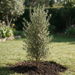 Olivier commun 200/220cm Pot 55L – Olea europaea