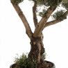 Olivier commun vieux tronc 180cm en plateaux Pot 180L – Olea europaea