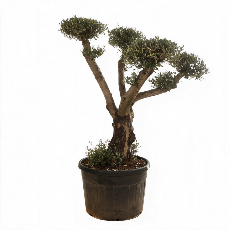 Olivier commun vieux tronc 180cm en plateaux Pot 180L – Olea