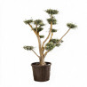 Olivier commun 180cm en pompons Pot 100L – Olea europaea