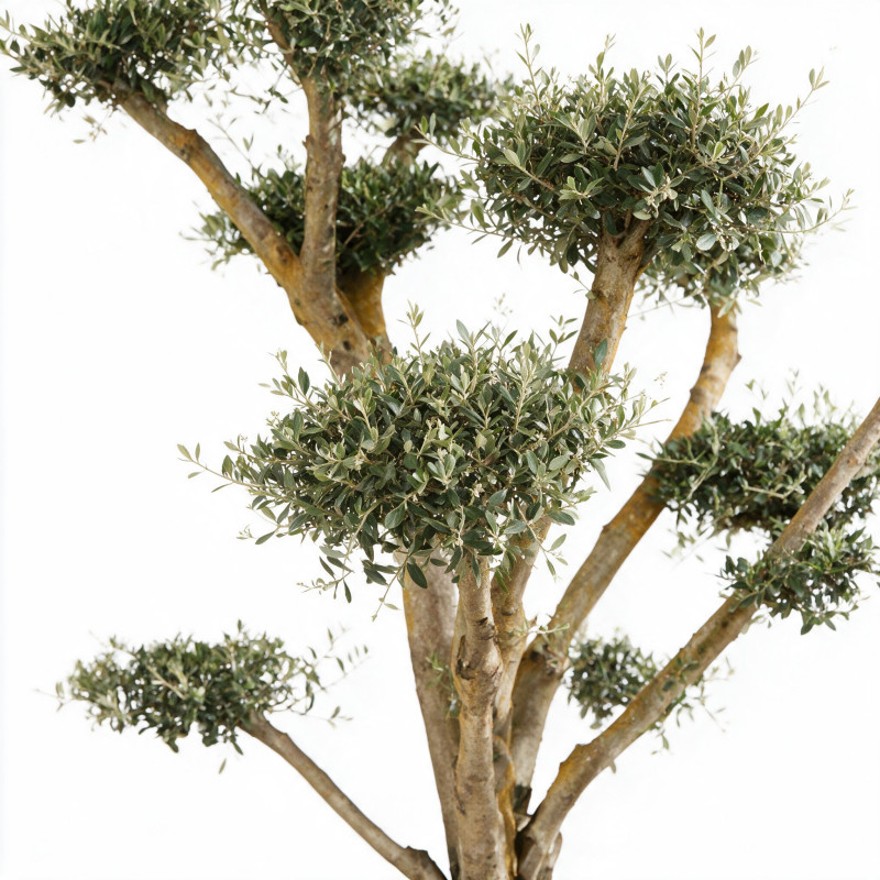 Olivier commun 180cm en pompons Pot 100L – Olea europaea