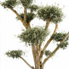 Olivier commun 180cm en pompons Pot 100L – Olea europaea