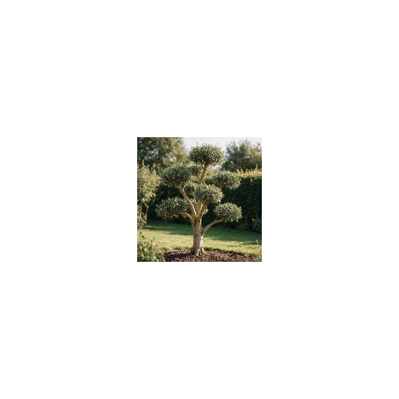 Olivier commun 180cm en pompons Pot 100L – Olea europaea