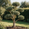 Olivier commun 180cm en pompons Pot 100L – Olea europaea