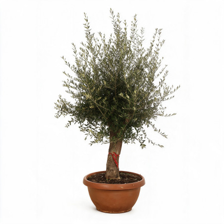 Olivier commun vieux tronc 180cm sur tige Pot coupe 180L – Olea