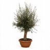 Olivier commun vieux tronc 180cm sur tige Pot coupe 180L – Olea
