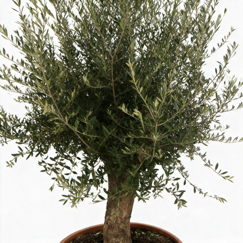 Olivier commun vieux tronc 180cm sur tige Pot coupe 180L – Olea