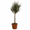 Olivier commun 180cm demi-tige 20/30cm Pot 70L – Olea europaea