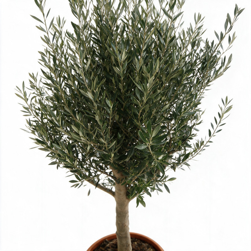 Olivier commun 180cm demi-tige 20/30cm Pot 70L – Olea europaea