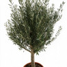 Olivier commun 180cm demi-tige 20/30cm Pot 70L – Olea europaea