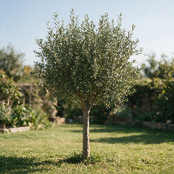 Olivier commun 180cm demi-tige 20/30cm Pot 70L – Olea europaea