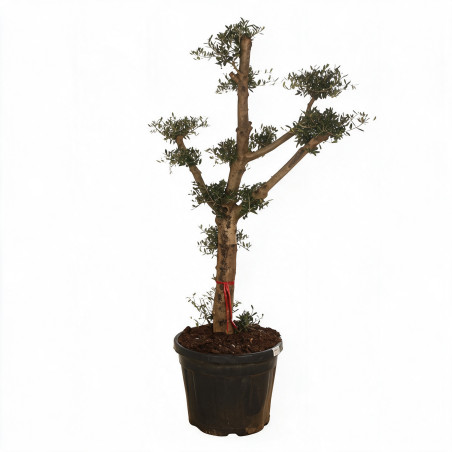 Olivier commun 170cm en mini-plateaux Pot 70L – Olea europaea