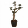 Olivier commun 170cm en mini-plateaux Pot 70L – Olea europaea