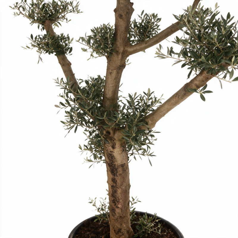 Olivier commun 170cm en mini-plateaux Pot 70L – Olea europaea