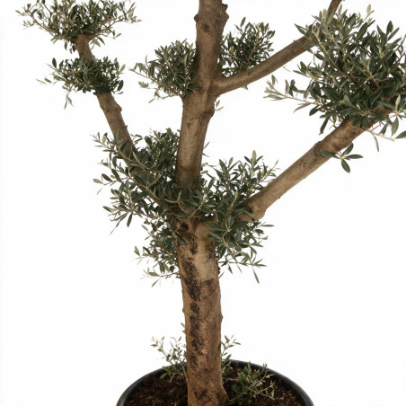 Olivier commun 170cm en mini-plateaux Pot 70L – Olea europaea